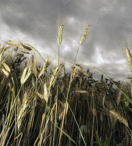 barley field under a stormy sky