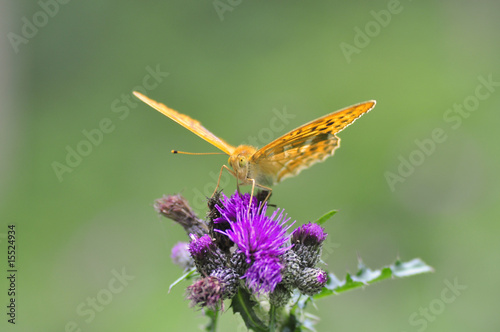 Kaisermantel ( Argynnis paphia ) photo