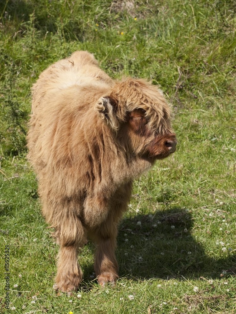 Fototapeta premium highland calf in a meadow