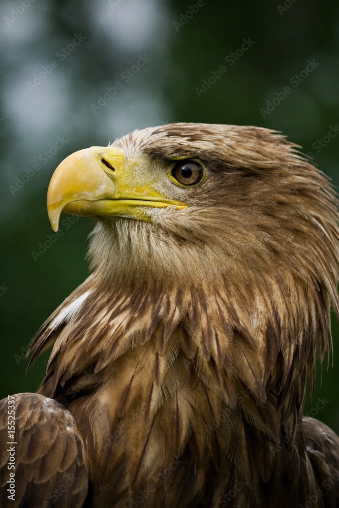 White-tailed eagle