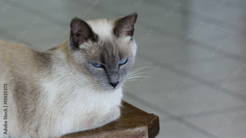 siamois au yeux bleus