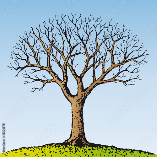 albero spoglio