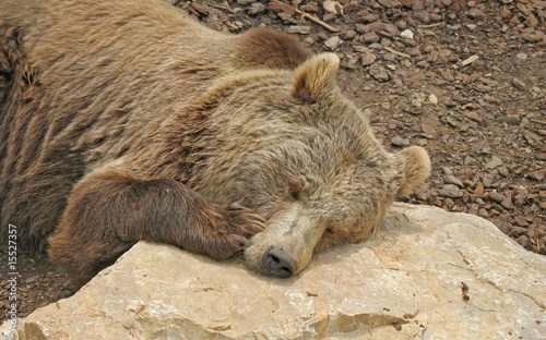 Animal park - Brown bear close up