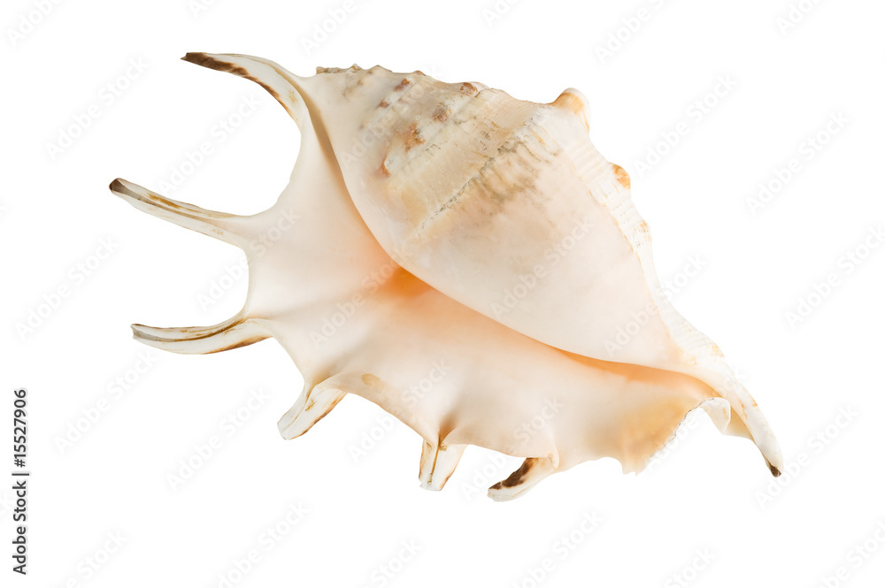 Marine shell isolated on white background. Marine shell isolated on white background.