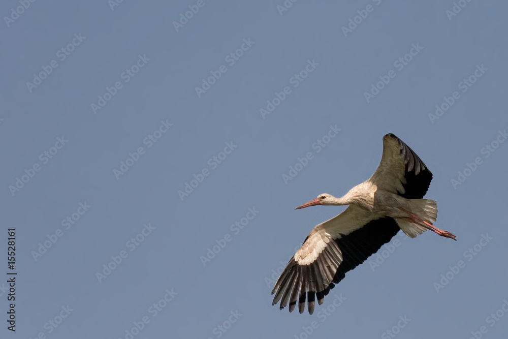 Obraz premium White Stork