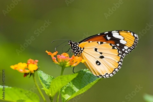 Milkweed butterfly (Anosia chrysippus, Danaidae) feeding on flow © Anson