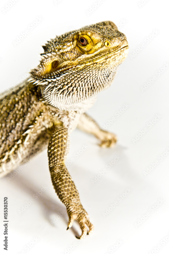 Obraz premium Lizard