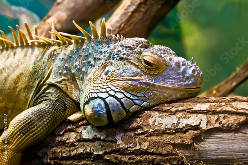 Iguana