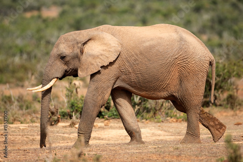 African elephant (Loxodonta africana), South Africa