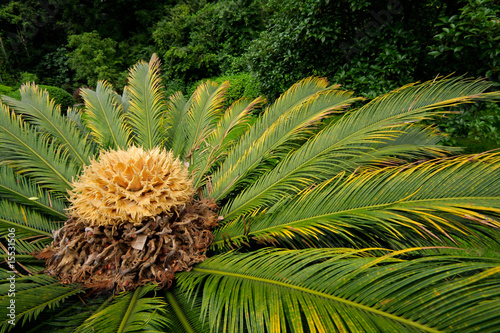 Flowering Chinese cycad plant photo