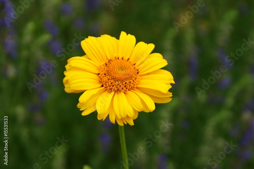 Sonnenblume