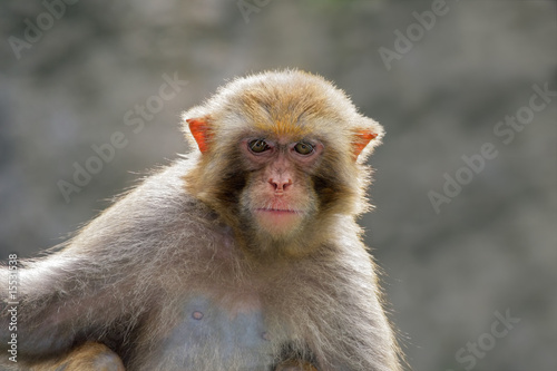 Rhesus macaque monkey  Macaca mulatta 
