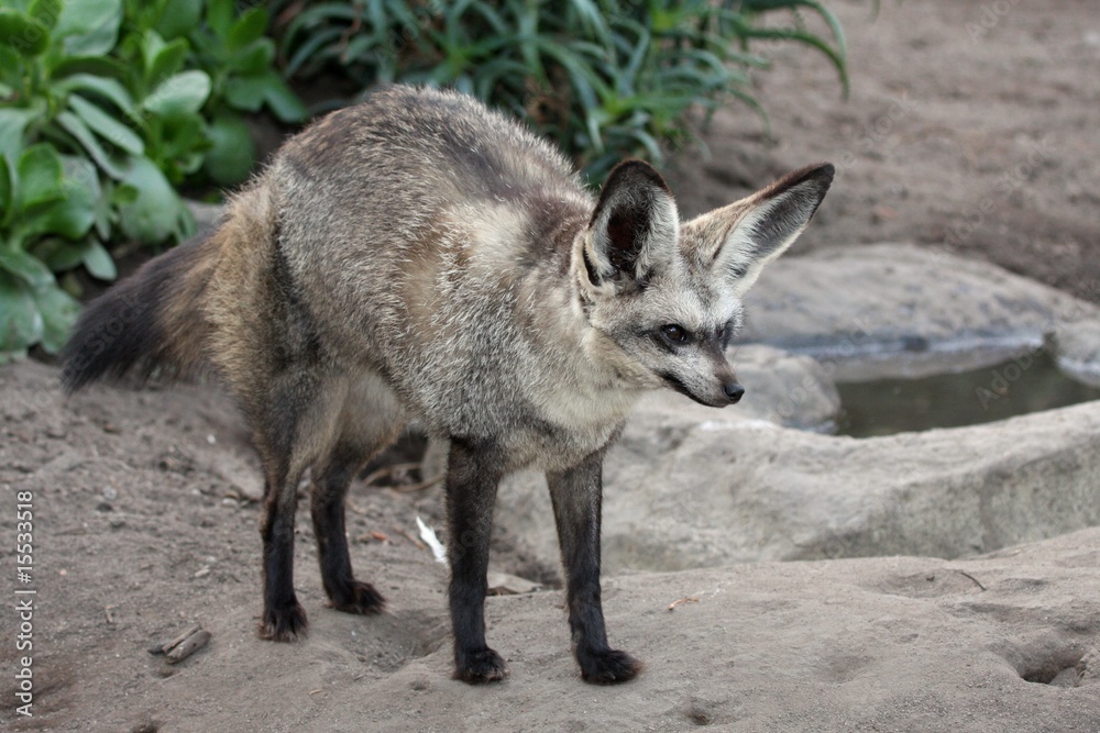 Bat Eared Fox Bat Eared Fox