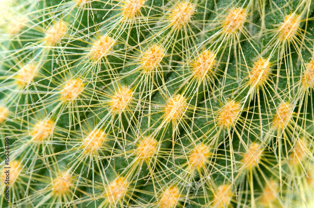 cactus cactus