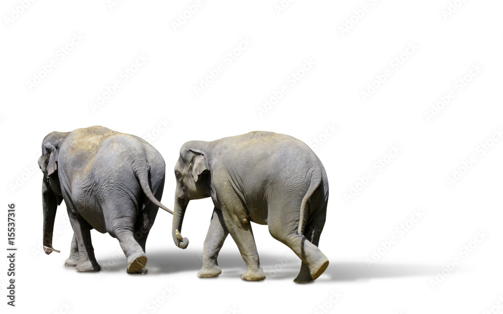 Obraz premium Elefanten