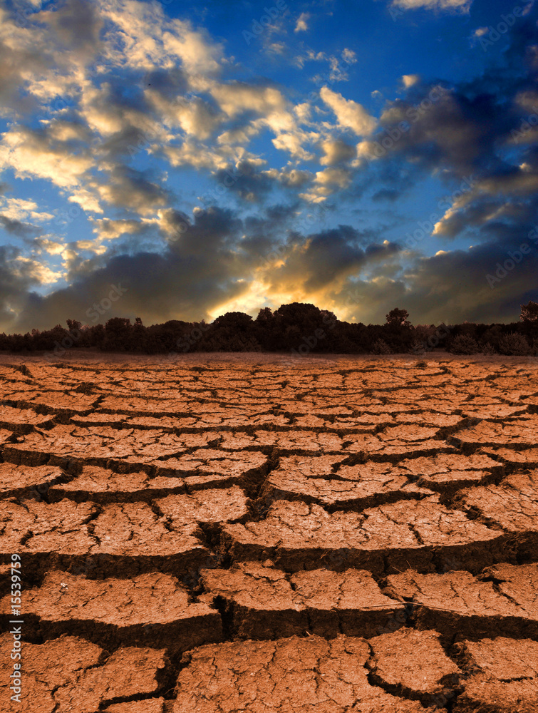 Fototapeta premium Leafless land