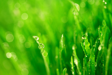 grass nature background