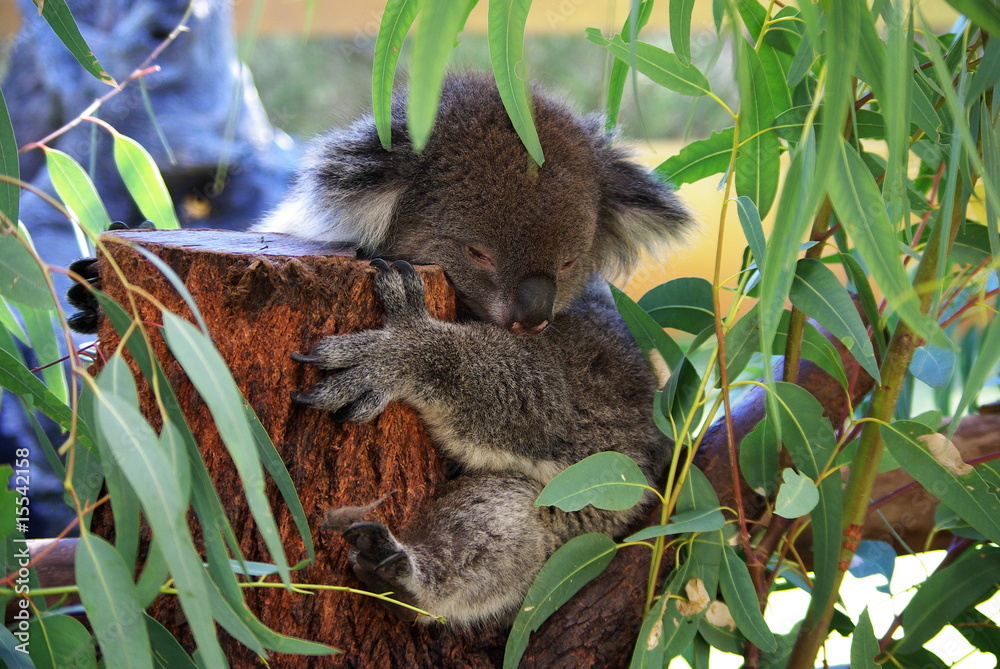 Obraz premium Koala in Australia