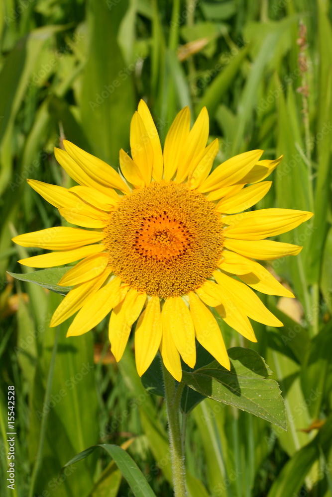 © Luca - www.zonchimage.it - 16-07-09- girasoli a monticiello © Luca - www.zonchimage.it - 16-07-09- girasoli a monticiello