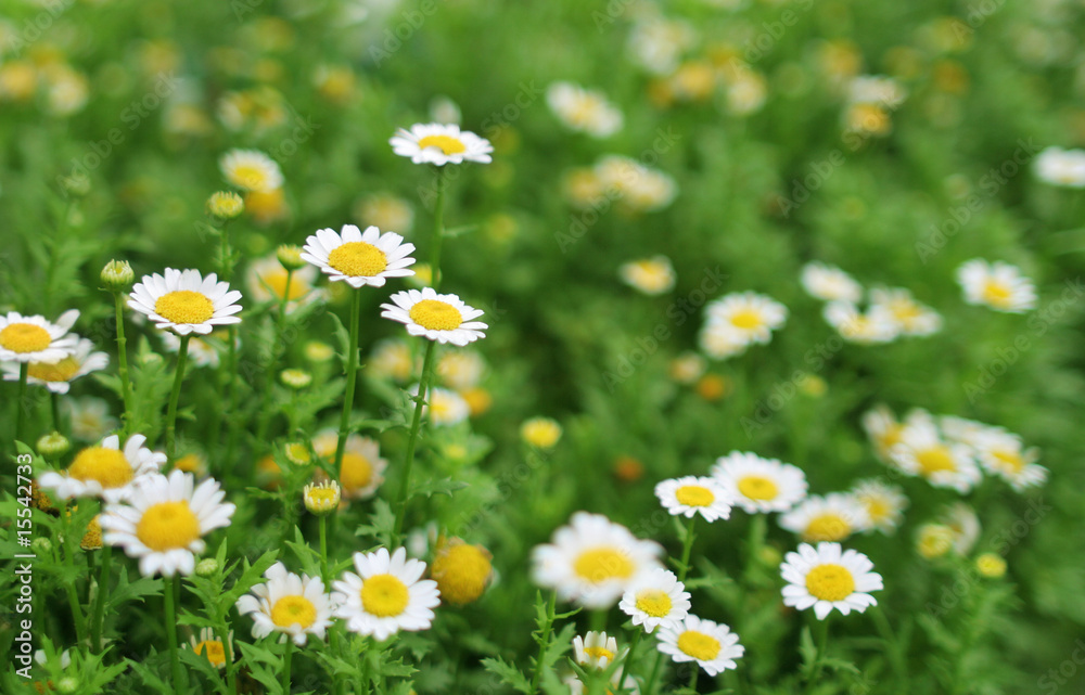 Green grass meadow with daisy flower. Green grass meadow with daisy flower.