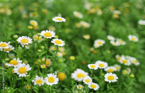 Green grass meadow with daisy flower.