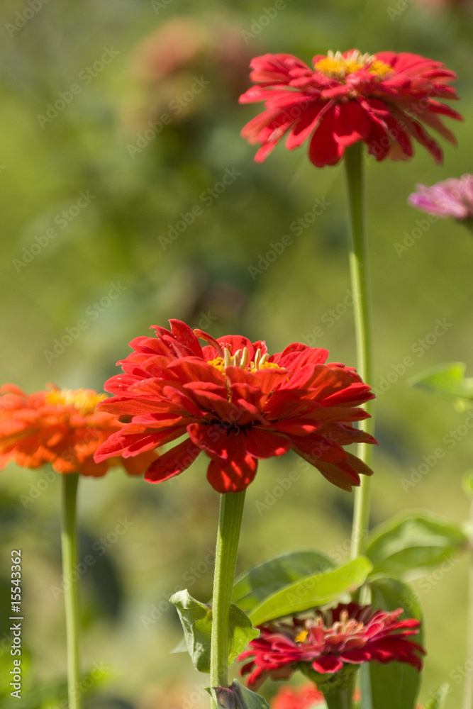 Red beautiful flowers Red beautiful flowers