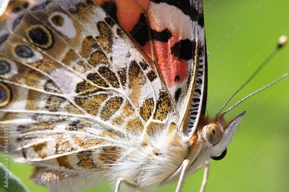 Naklejka premium Distelfalter