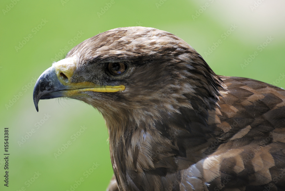 Eagle Eagle