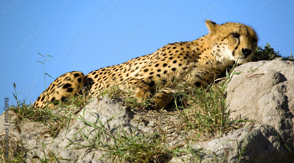 Obraz premium Gepard