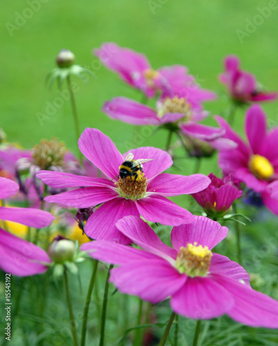 flower with bumble bee
