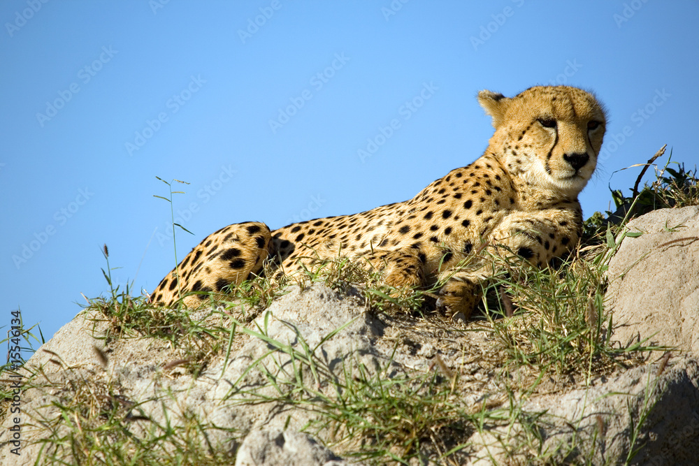 Naklejka premium Gepard
