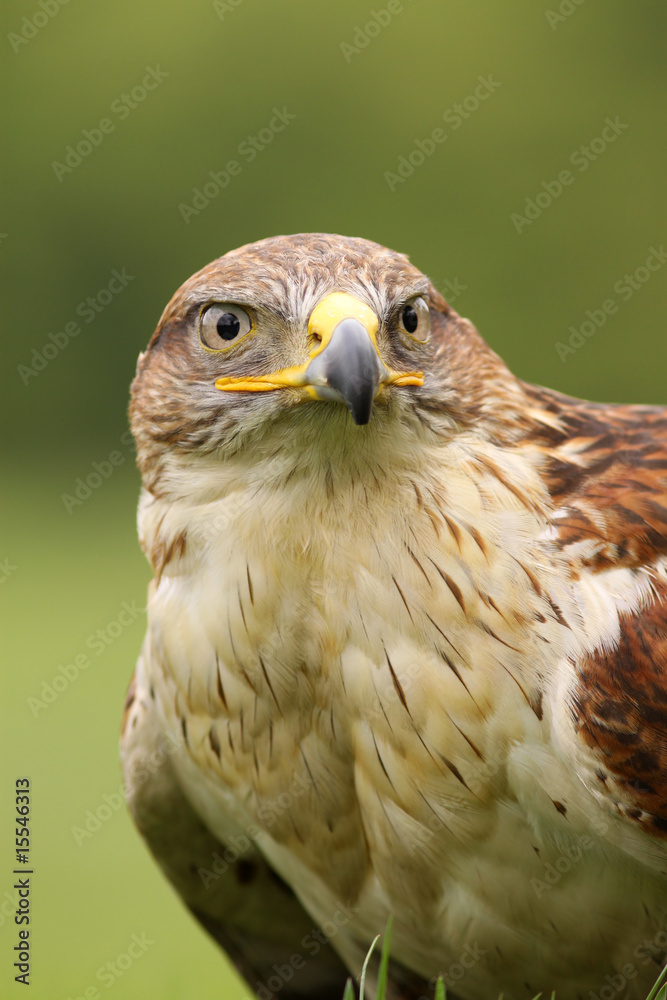 Ferruginous hawk (Butea Regalis) Ferruginous hawk (Butea Regalis)