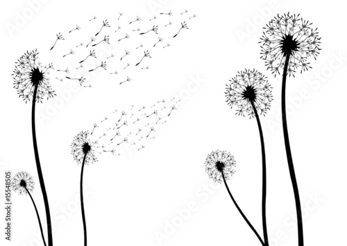 Silhouette von einer Pusteblume