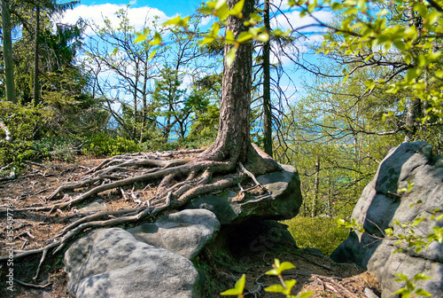 Cuadro en lienzo Spruce roots
