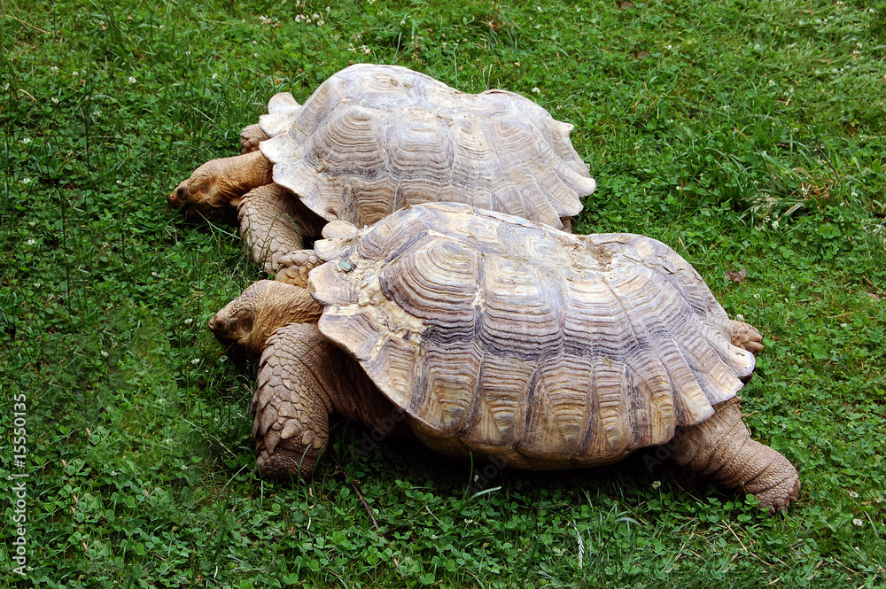 Fototapeta premium Tortoises