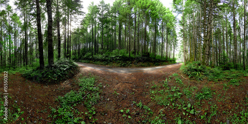 360 Forest panorama