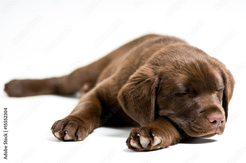 Obraz premium Sleeping Labrador Retriever puppy