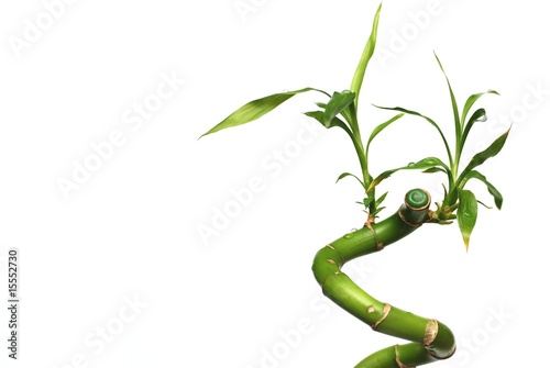 Isolated bamboo with white background