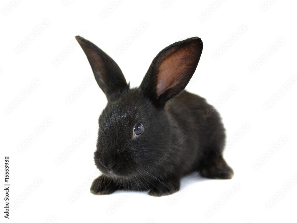 Obraz premium black, small rabbit