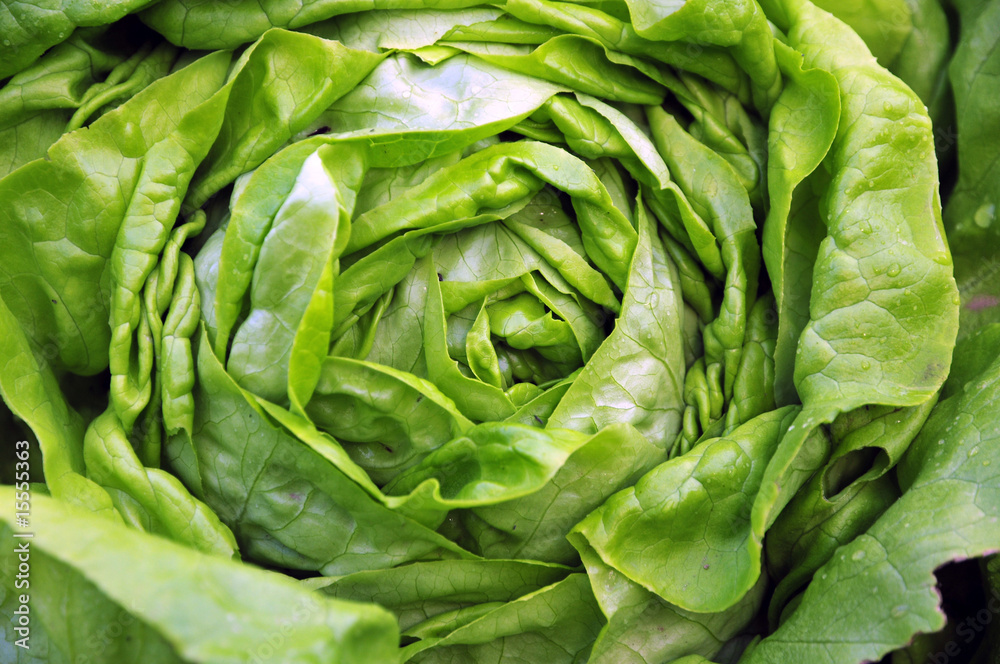 Obraz premium lechuga