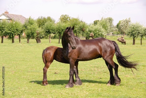 A frisian horse with a foal