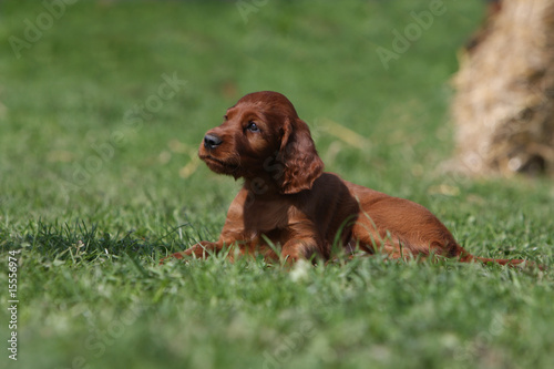 jeune chiot setter irlandais couché de profil dans l'herbe