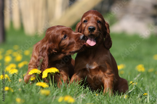 bisou entre deux bébés setter irlandais assis - amitié