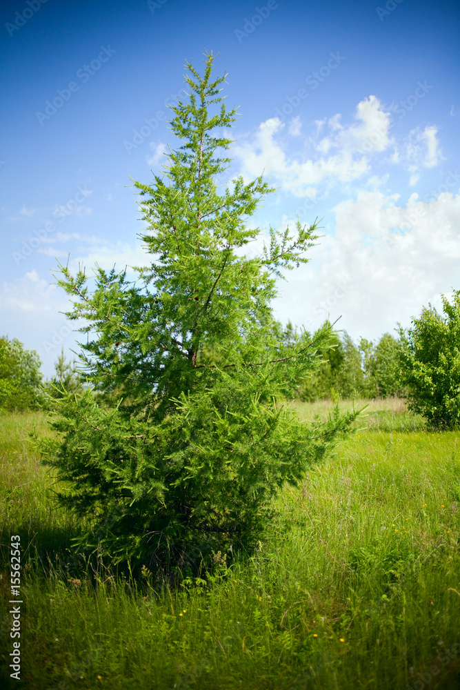 Obraz premium Summer landscape with a fir