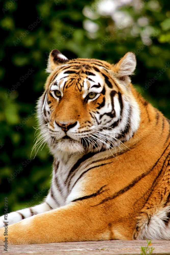 Fototapeta premium Tygrys