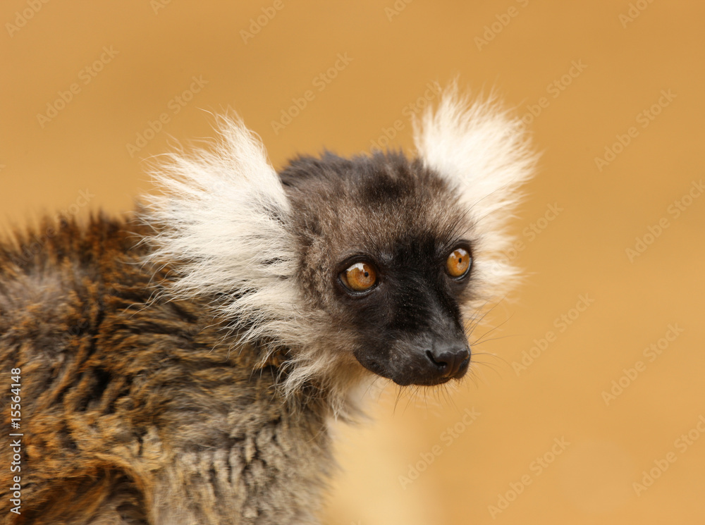 Black and White Ruffed Lemur