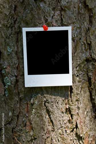 Vintage photo frame attach to bark background clipping path