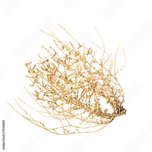 Photography Rolling Tumbleweed