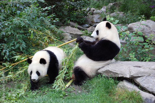 Obraz na plátně Panda and panda