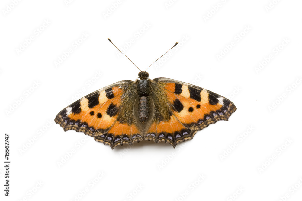 butterfly butterfly